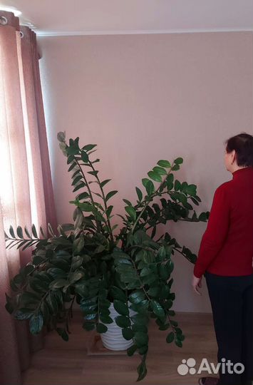 Замиокулькас