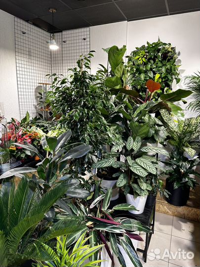 Более 200 видов комнатных растений