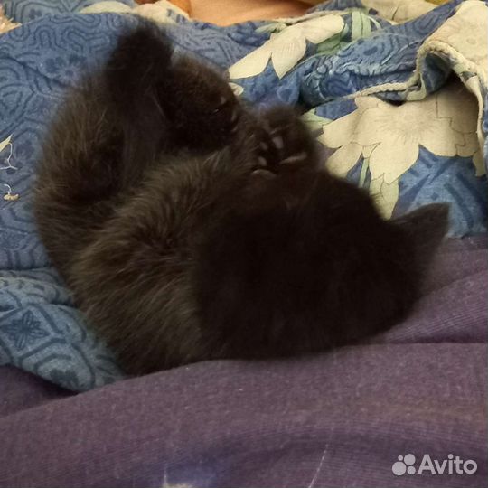 Черный котик Яша в добрые руки