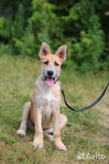 Озорной Гриша