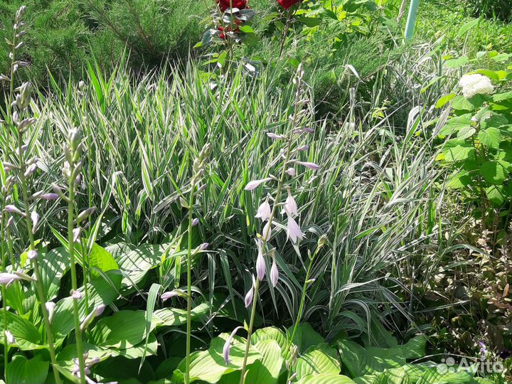 Фалярис или канареечник