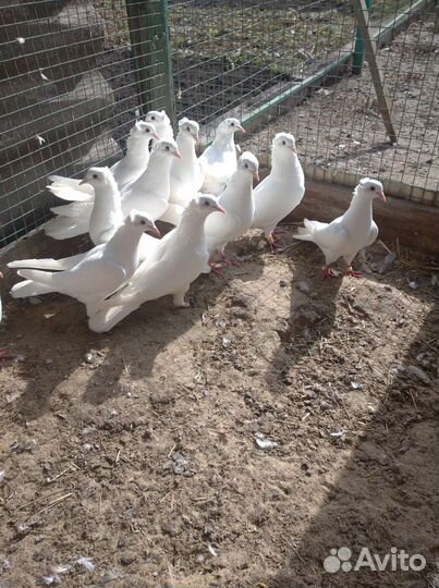 Голуби бойные