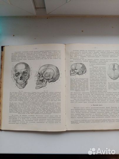 Анатомия человека