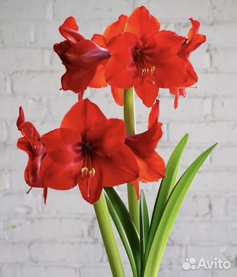 Гиппеаструм амариллис