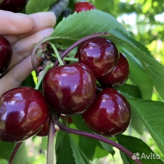 Саженцы черешни