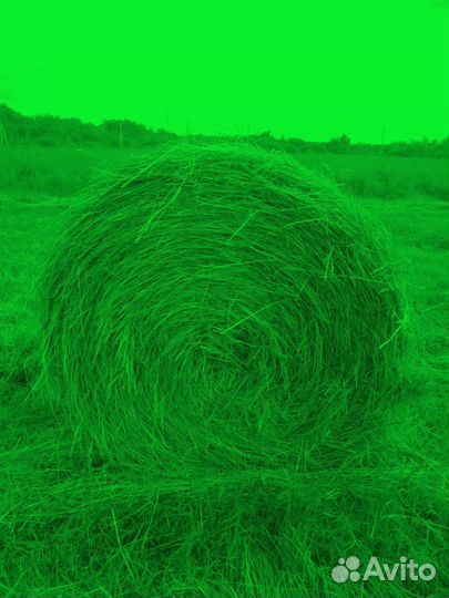 Сено в тюках