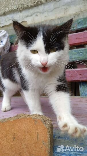 Котëнок девочка