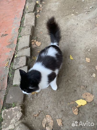 Кошки и коты стерилизованые