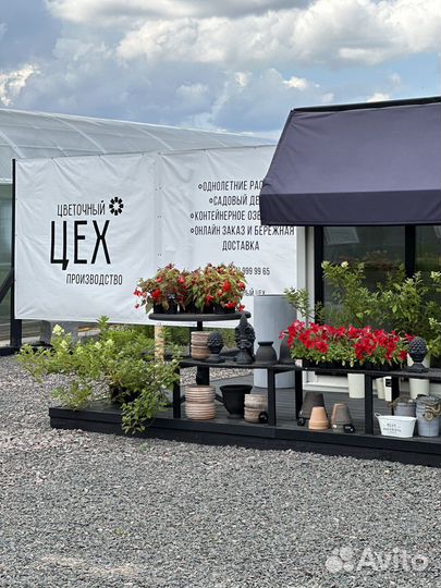 Цветочная рассада. Декор. Садовый центр