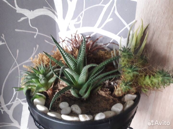 Кактусы и композиции из кактусов и суккулентов