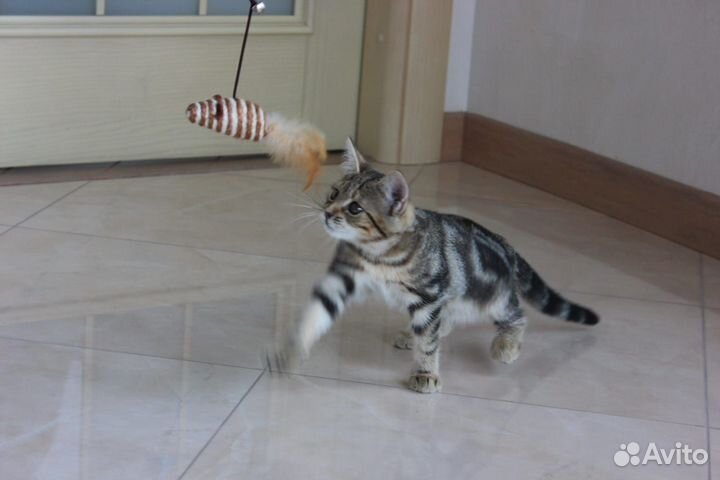 Помесь бенгала девочка