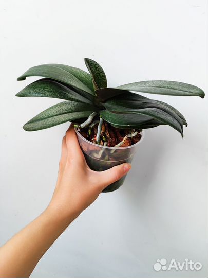 Diffusion орхидея ароматная