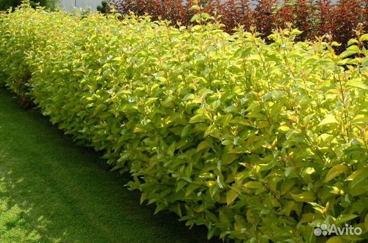 Пузыреплодник лютеус Высота от 25см