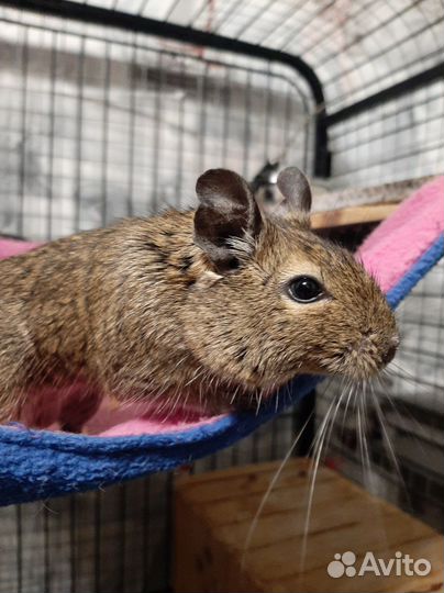 Клетка для белки дегу