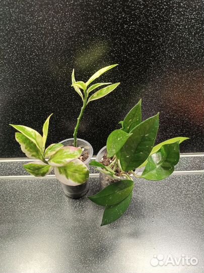 Комнатные растения