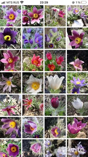 Прострелы семена