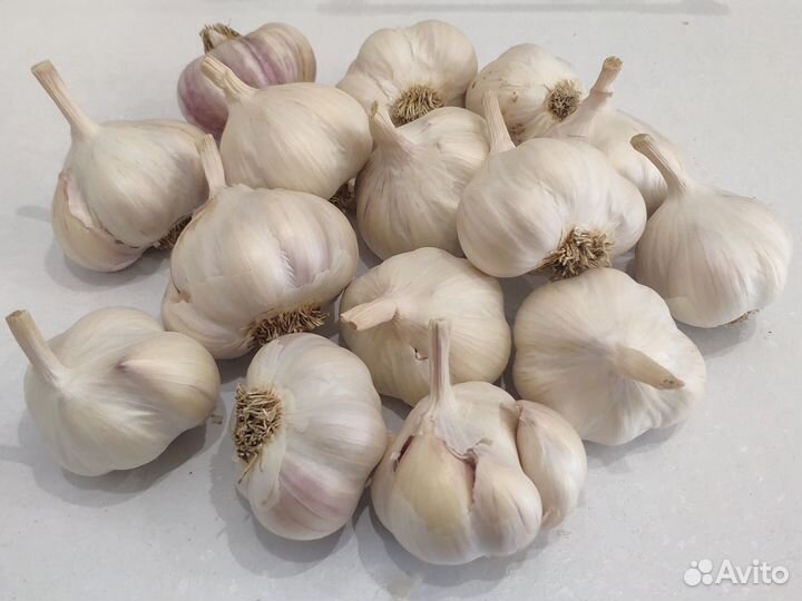 Яровой чеснок