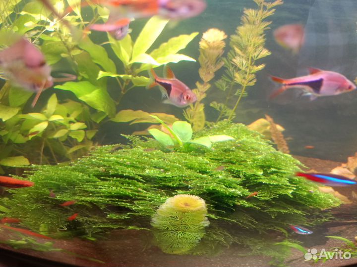 Аквариумные растения