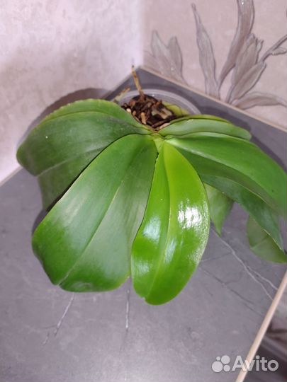 Орхидеи лотом 3 штуки