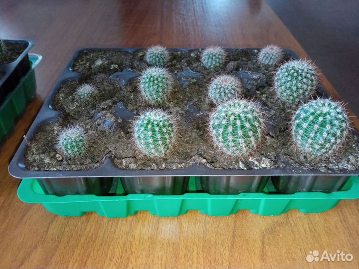 Кактус эхинопсис