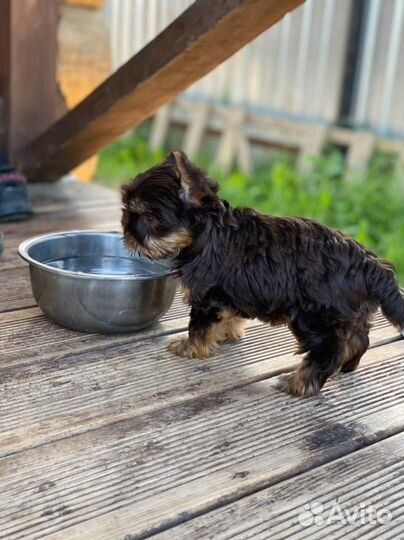 Шоколадная с подпалом йорочка