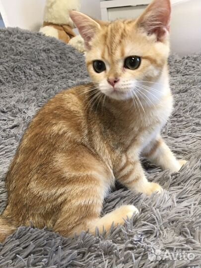 Шотландские котята золотой мрамор