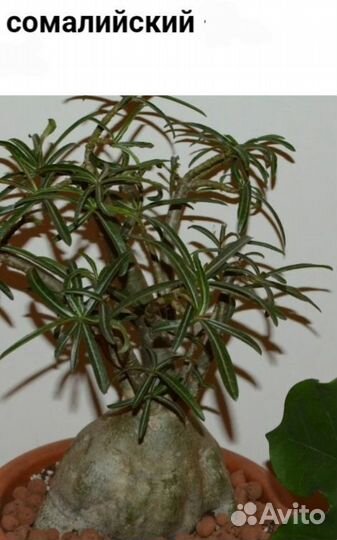 Арабикум, сомалийский адениум