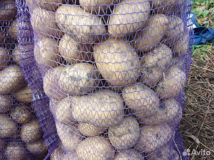 Продам картофель деревенский поздний