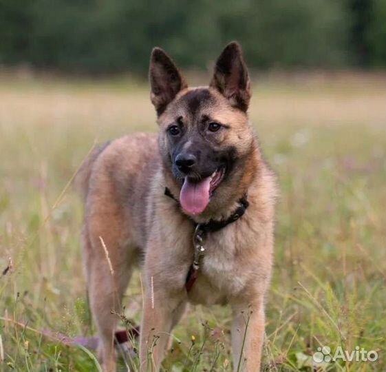 Малышка Бри в поисках дома