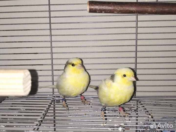 Кенара и канарейки