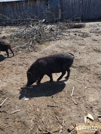 Вьетнамские поросята