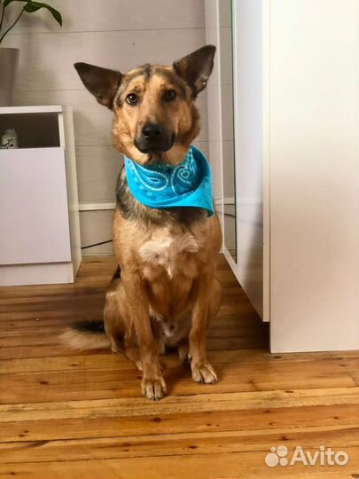 Собака мальчик Джек 1 годик