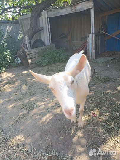 Коза молодая (1,5 года)