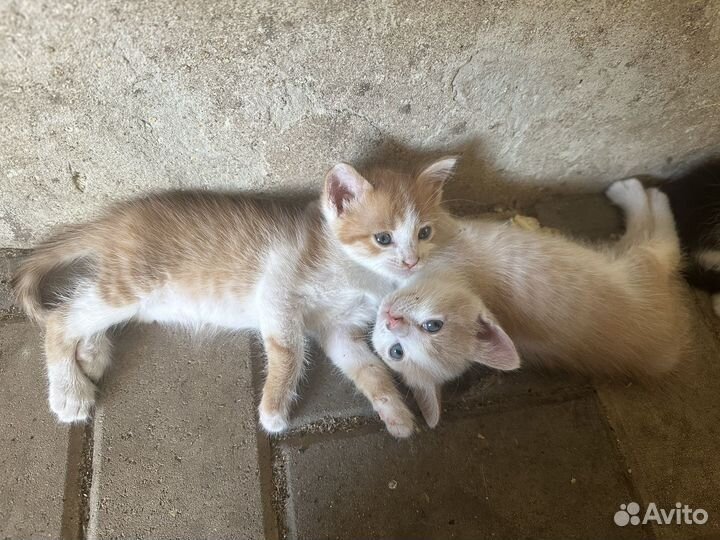 Котята в добрые руки мальчики