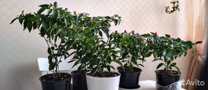 Острый перчик