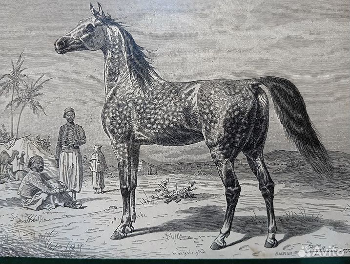 Старинная литография, 19 век, в рамке, под стеклом