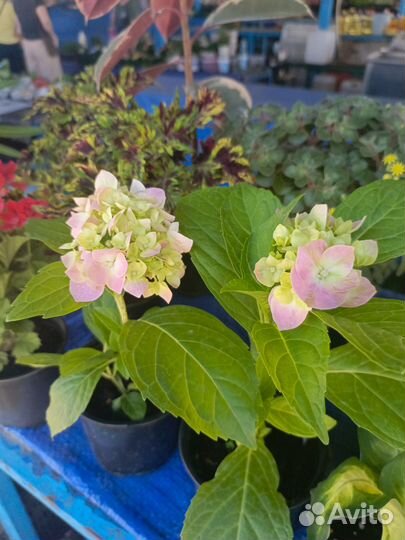 Цветы на Восточном рынке