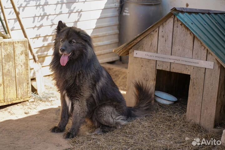 Собака в добрые руки