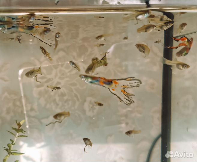 Аквариумные рыбки гуппи