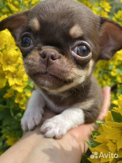 Мини крошки на ладошке