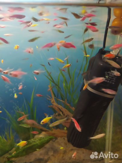 Данио, карамельки, гуппи