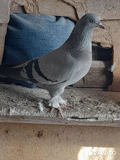Голуби
