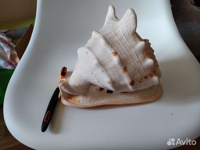 Большая морская ракушка раковина