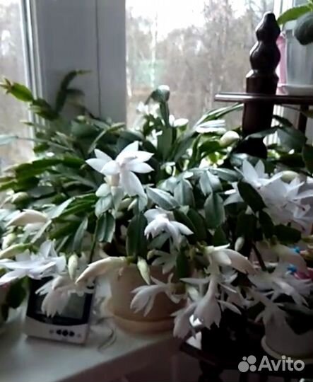 Декабрист шлюмбергера белый