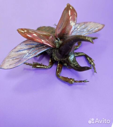 Жук-носорог ручной работы