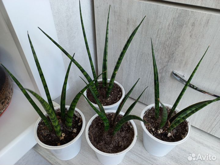 Сансиеверия Фенвурд