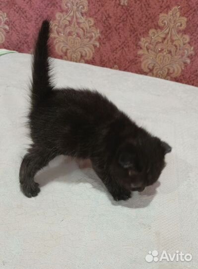 Шотландские котята