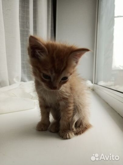 Рыжий котенок