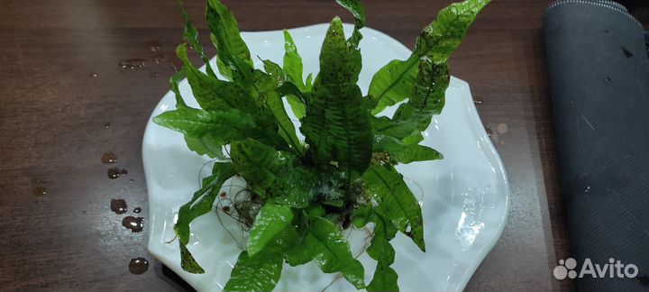 Растения для аквариума