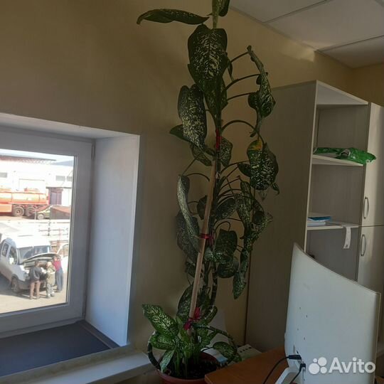 Диффенбахия, Юкка